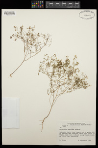 Euphorbia revoluta image