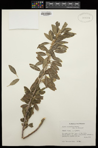 Image of Clutia lanceolata