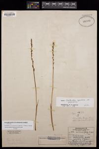 Platanthera yosemitensis image