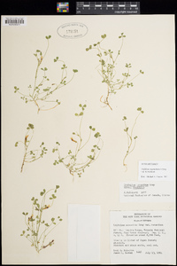 Trifolium monanthum subsp. monanthum image