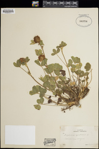 Trifolium pratense image