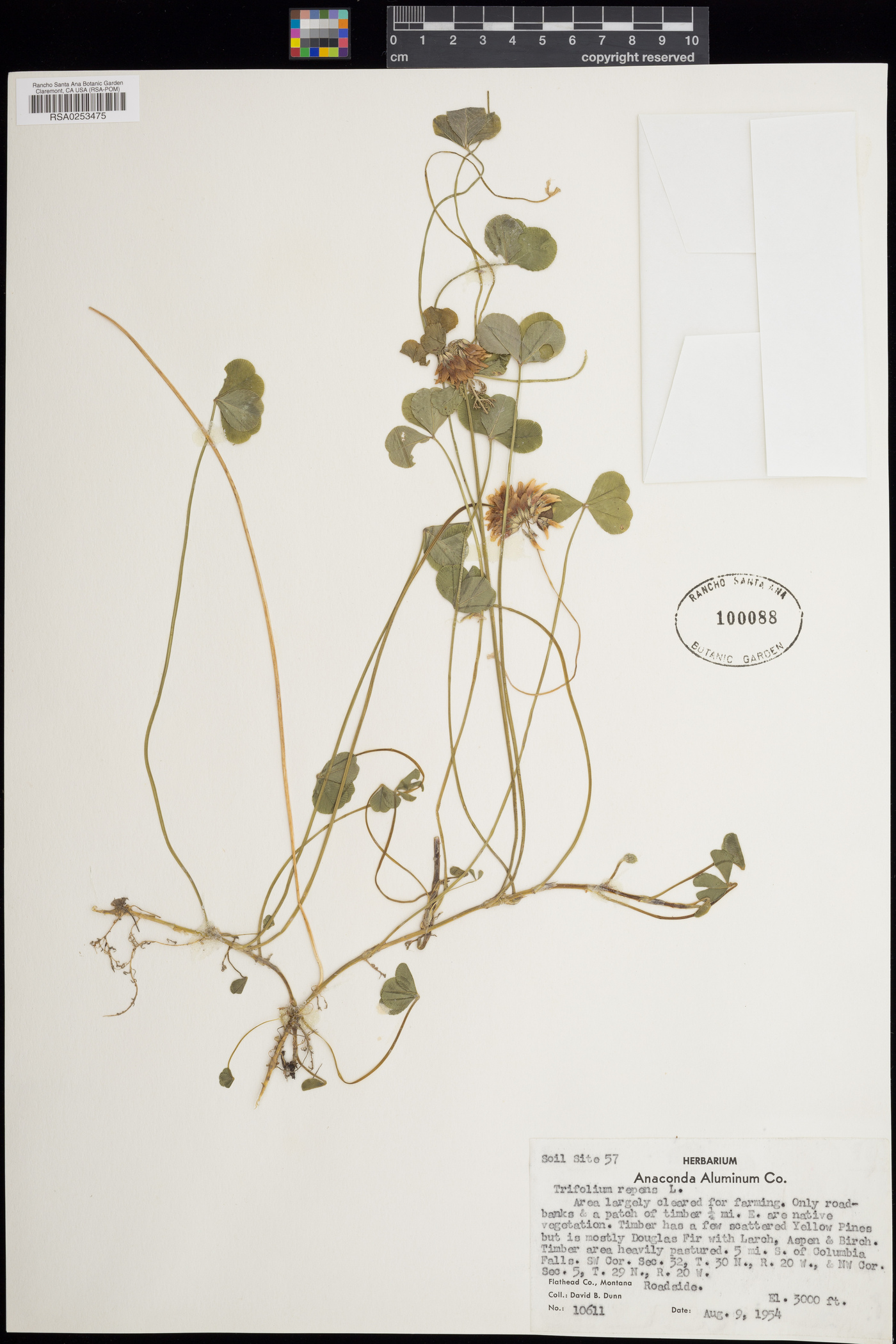 Trifolium repens image