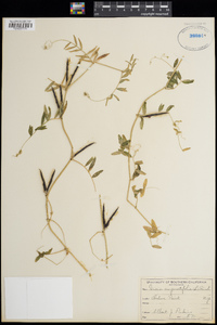 Vicia sativa subsp. nigra image