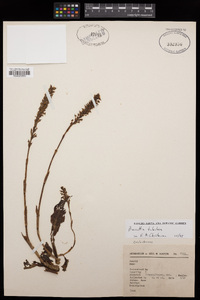 Galeoglossum tubulosum image