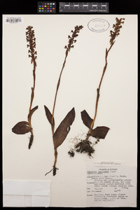 Satyrium nepalense image