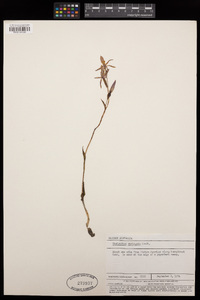 Image of Thelymitra variegata