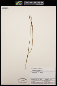Image of Thelymitra pauciflora