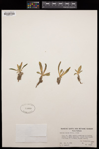 Dudleya saxosa image