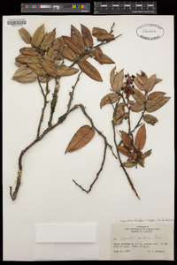 Image of Agarista albiflora