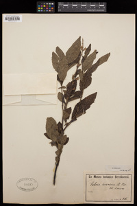 Salvia arenaria image
