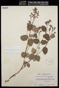 Apocynum androsaemifolium image