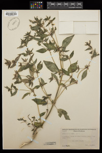 Mercurialis annua image