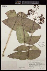 Asclepias cordifolia image