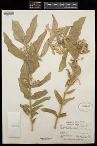 Asclepias erosa image