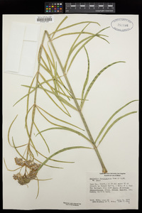 Asclepias fascicularis image