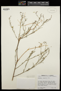 Stillingia linearifolia image