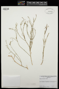 Stillingia linearifolia image