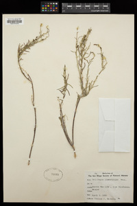 Stillingia linearifolia image