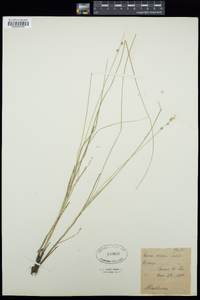 Carex rosea image