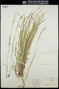 Carex styloflexa image