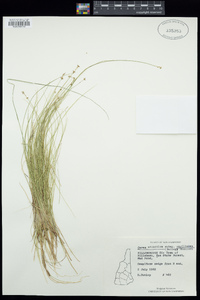 Carex atlantica image