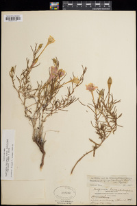 Oenothera hartwegii subsp. filifolia image