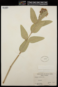 Asclepias speciosa image