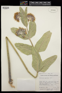 Asclepias speciosa image