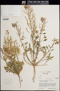 Chylismia claviformis subsp. yumae image