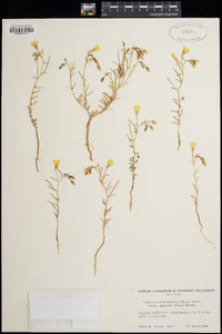 Camissonia kernensis subsp. gilmanii image