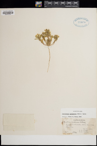 Eremothera nevadensis image