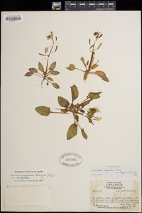 Oenothera scapoidea subsp. scapoidea image