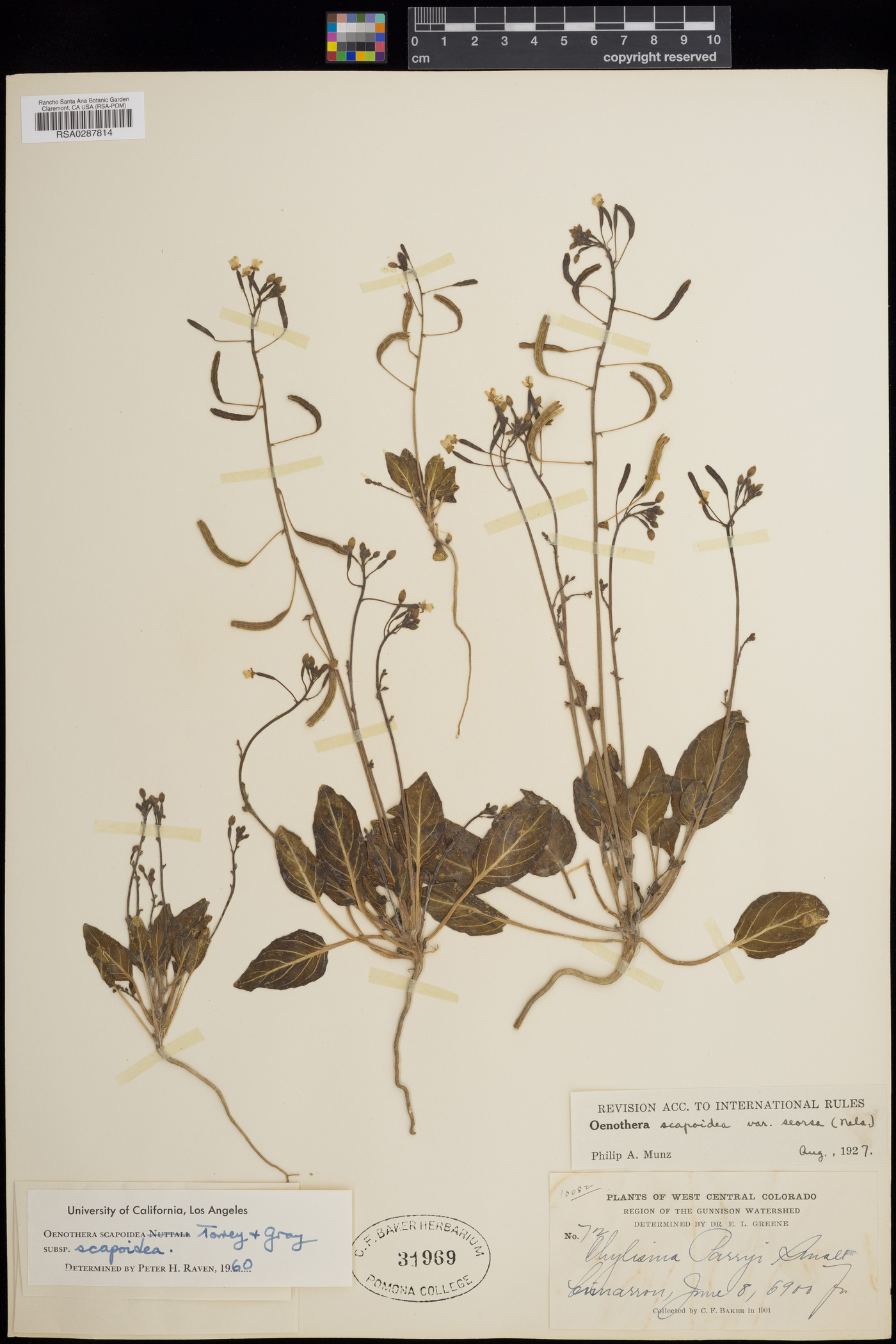 Oenothera scapoidea subsp. scapoidea image