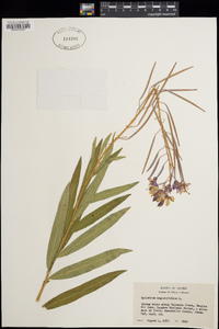 Chamerion angustifolium image