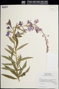 Chamerion angustifolium image