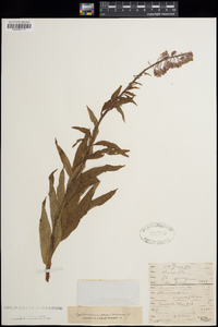 Chamerion angustifolium image