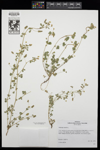 Medicago lupulina image