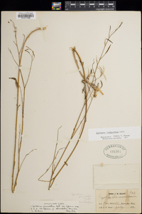 Epilobium brachycarpum image