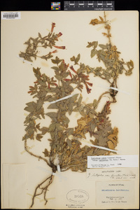 Epilobium canum image