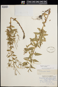 Epilobium ciliatum image