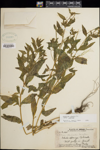 Epilobium ciliatum image