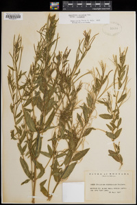 Epilobium ciliatum image