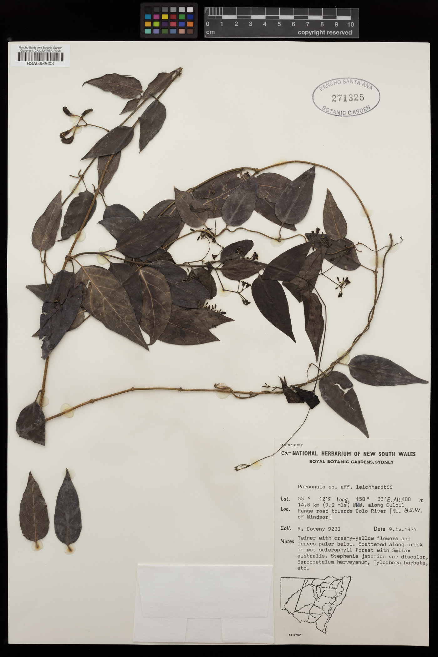 Parsonsia leichhardtii image