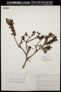 Gaultheria morobeensis image