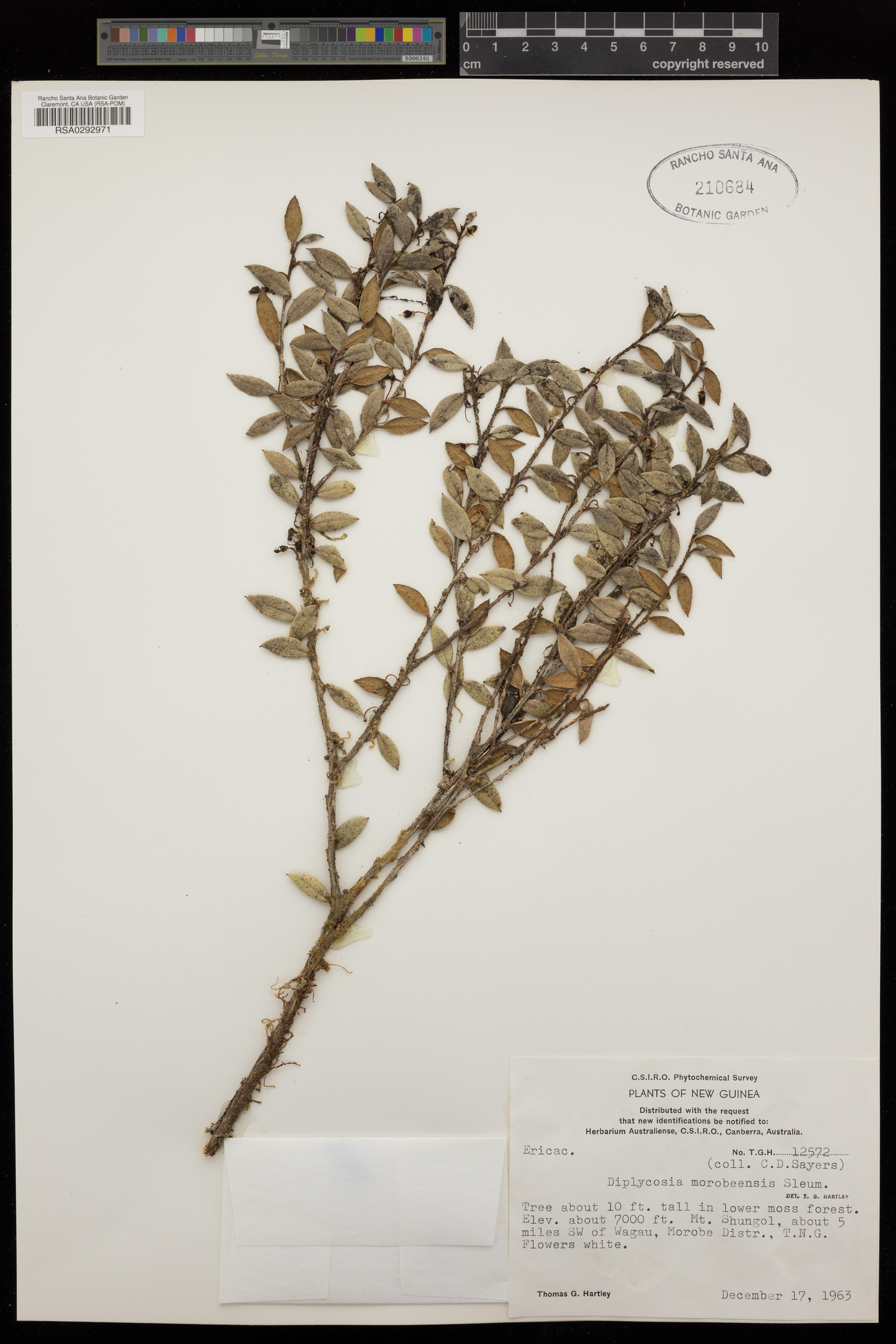 Gaultheria morobeensis image