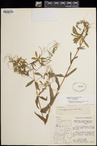 Epilobium ciliatum subsp. ciliatum image