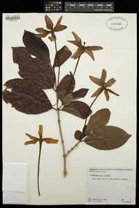 Image of Gardenia gjellerupii