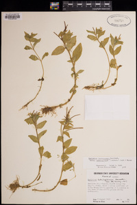 Epilobium hornemannii image