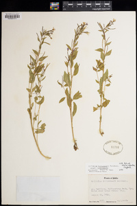 Epilobium hornemannii image