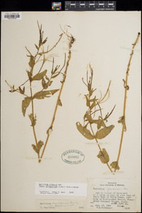 Epilobium ciliatum subsp. glandulosum image